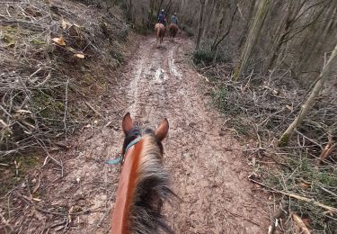 Trail Horseback riding Saint-Germain-au-Mont-d'Or - confirme avec Karine  - Photo