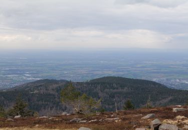 Excursión A pie Seebach - Genießerpfad - Mummelsee-Hornisgrindepfad - Photo