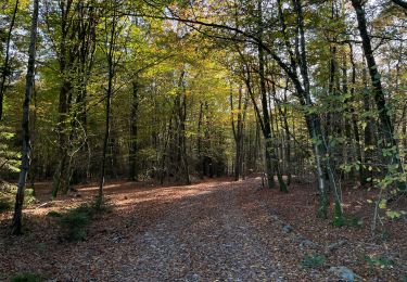 Randonnée Marche Saint-Hubert - Ballade Poix-Mirwart - Photo