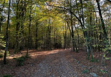 Trail Walking Saint-Hubert - Ballade Poix-Mirwart - Photo