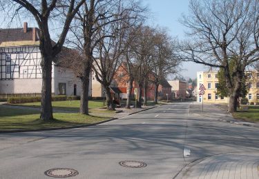 Tour Zu Fuß Droyßig - Rundweg Droyßiger Forst - Photo