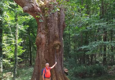 Trail Walking Saint-Bonnet-Tronçais - Troncay - Photo