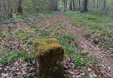 Trail Walking Musson - A la frontière  - Photo