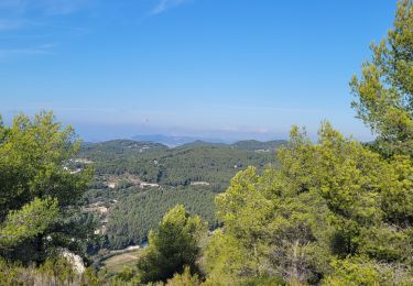 Tocht Stappen Le Castellet - Bandol le gros cerveau  - Photo