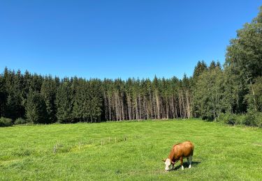 Excursión A pie Zwiesel - Leitenwaldrunde (23) - Photo