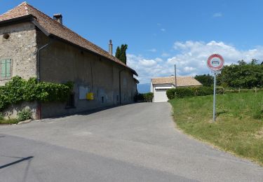 Excursión A pie Meinier - Corsier - Compois - Photo