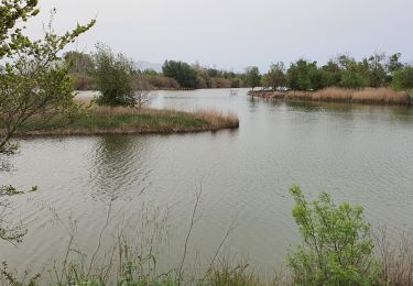 Excursión Senderismo Sant Pere Pescador - San Pere Pescador - Photo