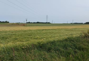 Tour Wandern Roncherolles-sur-le-Vivier - 20250603 Roncherolles - Photo