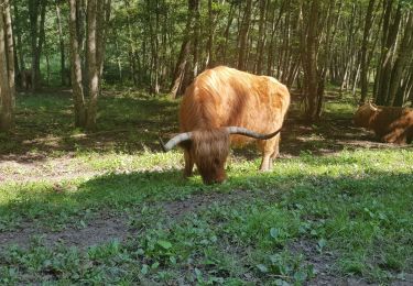 Randonnée Marche Dossenheim-sur-Zinsel - Les châtaignes version allongée  - Photo