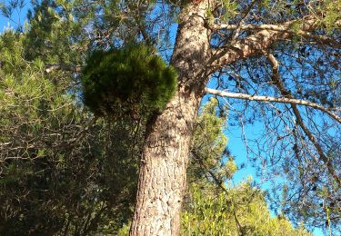 Tocht Stappen Puget-Ville - le grand caunet - Photo
