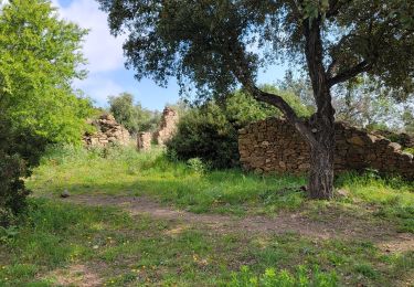 Percorso Marcia Roquebrune-sur-Argens - Les Vallons de la Gaillarde et les ruines de Roqueyrol - Photo