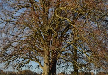Trail Walking Philippeville - RB-Na-18-Raccourci_1-La_ruralité_condruzienne_dans_toute_sa_ splendeur - Photo