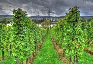 Tocht Te voet Longuich - Longuich - Weinbergschleife - Photo