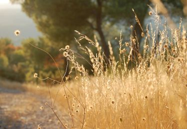 Trail On foot Saint-Maximin-la-Sainte-Baume - Via Aurelia - Le Val - St Maximin - Photo