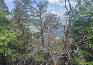 Tocht Stappen Beaumont-du-Ventoux - Vaucluse Mont Serein - Photo