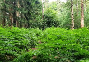 Excursión Senderismo Tervuren - Arboretum - Kapucijnenbos - Photo