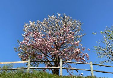 Tocht Stappen Cuinzier - Cuinzier : Entre Chandonnet et Jarnossin - Photo