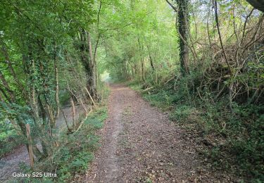 Trail Walking Champignelles - Louesmes Champignelles 89 - Photo