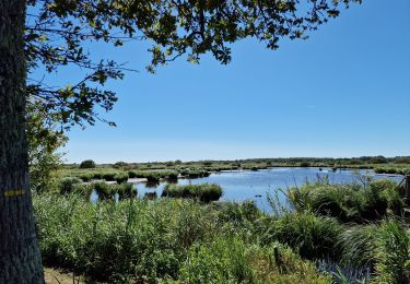 Tocht Stappen La Chapelle-des-Marais - Ballade Le Héron à la Chapelle des Marais - Photo