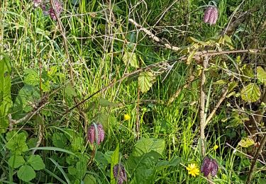 Trail Walking Chaudefonds-sur-Layon - Chaudefonds sur Layon  - Photo