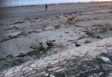 Trail On foot Sarzeau - 2020-01-15 LE ROHALIGUEN - Photo