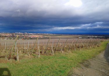 Excursión Senderismo Wettolsheim - wettolsheim À travers vignes  - Photo