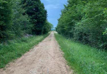 Trail Walking Montcey - Montcey - Photo
