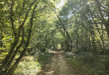 Trail Walking Lévignac - Forêt de Bouconne - Photo