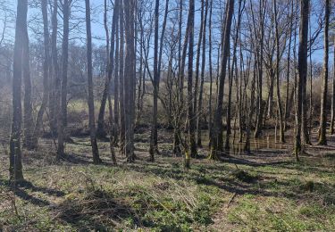 Randonnée Marche Somme-Leuze - Dans les bois de Enneille - Photo