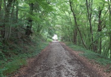Percorso Marcia Huy - Vallée de la Solière - Photo
