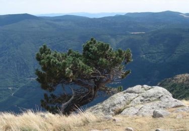 Trail Walking Val-d'Aigoual - Jeudi 16 mai - Photo