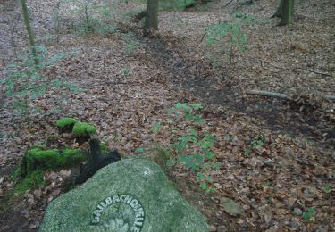 Percorso A piedi Sulzbach am Main - Schwarzer Keiler, Rundwanderweg Soden Wanderheim - Photo