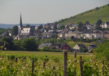 Tour Zu Fuß Osann-Monzel - OM4 - Photo