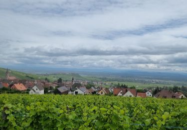 Trail Walking Mittelwihr - ARCA Mittelwihr - Photo