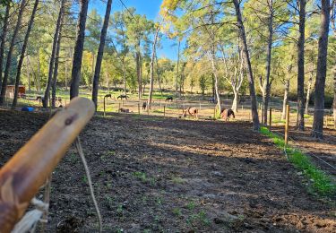 Trail Walking Le Castellet - Les Barres du plan de Castellet - Photo