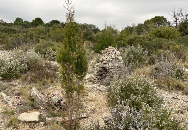 Trail Walking Saint-Bauzille-de-Montmel - Le puech des Mourgues - Photo