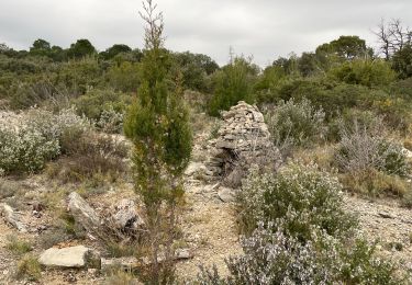 Excursión Senderismo Saint-Bauzille-de-Montmel - Le puech des Mourgues - Photo