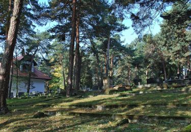 Tour Zu Fuß Unbekannt - PL-w trakcie znakowania w terenie - Photo