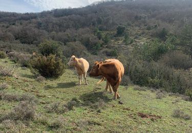 Tocht Stappen Taurize - Taurize - Photo