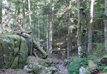 Tocht Stappen La Bresse - le honneck - Photo