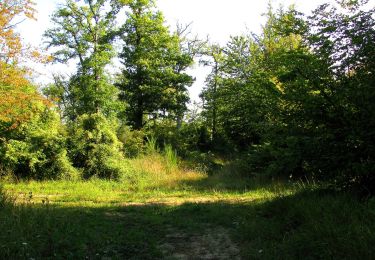 Randonnée Marche Rethondes - en forêt de Laigue_8_06_2020_les Routes des Bonshommes, de la Trouée des Bonhommes_Route forestière de Sainte-Croix - Photo