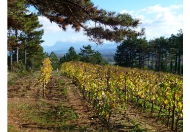 Randonnée Marche Livron-sur-Drôme - Livron 7,5km. - Photo