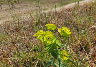 Trail Walking Villespassans - villespassans - Photo