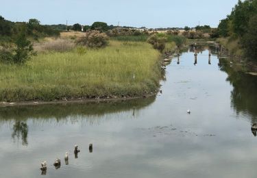 Tocht Stappen Mornac-sur-Seudre - Mornac - Photo