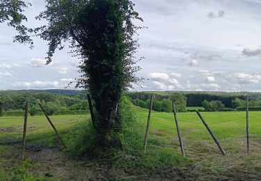 Trail Walking Jalhay - dans les,nous d'Herbierster - Jalhay - Photo