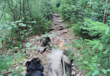Tour Wandern Aywaille -   CANI-RANDO TOUR (boucle, le Ninglinspo et et les blanches pierres)  - Photo