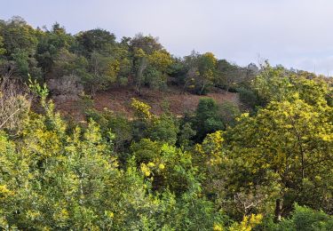 Randonnée Marche Mandelieu-la-Napoule - Grand Duc - Photo