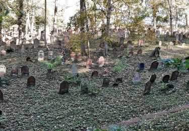 Percorso A piedi Hemsbach - Rundwanderweg Hemsbach Schaumesklingen 1: Kreuzberg-Weg - Photo