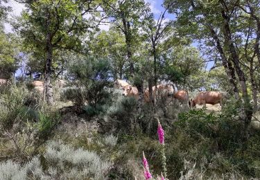 Randonnée Marche Mont Lozère et Goulet - bagnols les bains Oultet St julien - Photo