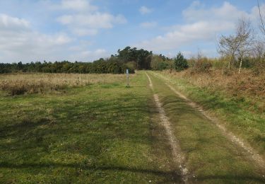 Tour Zu Fuß West Suffolk - Forest and Heath Trail - Photo